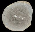 Pennsylvanian Fossil Shrimp (Pos/Neg) - Mazon Creek #70628-3